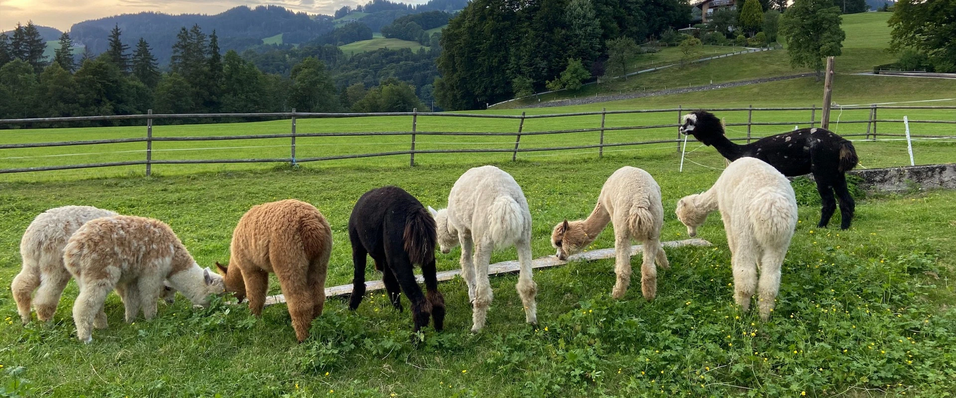 Unsere_Tiere